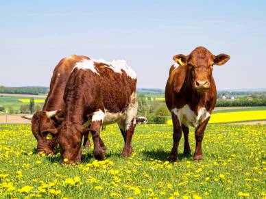 Bayerische Rinder (BayernOX, geprüfte Qualität Bayern)